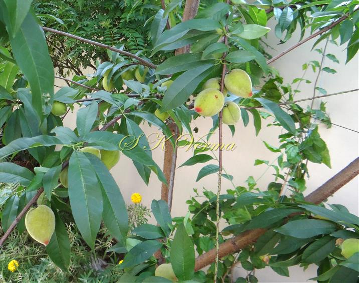  Plant with leaves and fruits